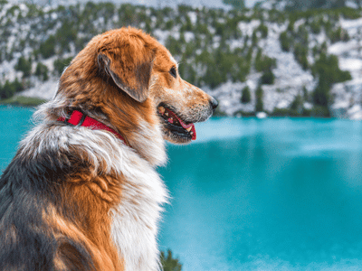 Préparez votre chien pour les aventures hivernales ! Découvrez des accessoires essentiels comme les colliers et les médailles pour chien sur meinehundemarke.ch.